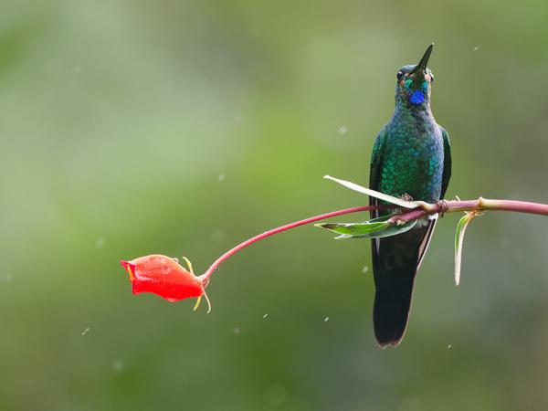 <h3><a href="/trips/costa-rica/biota/animalia/chordata/aves/033 apodiformes/004 trochilidae/heliodoxa jacula/heliodoxa jacula-nl.html">Heliodoxa&nbsp;jacula</a> / Green‑crowned&nbsp;brilliant / Groenkruinbriljantkolibrie</h3>OM-1 Mark II met OLYMPUS M.150-400mm F4.5, 1/1250 sec  bij F4.5, ISO 10000, afstand 4.78&nbsp;m